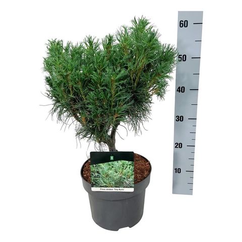 Pinus strobus 'Tiny Curls'