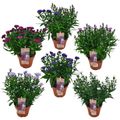 Aster SHOWMAKERS  MIX