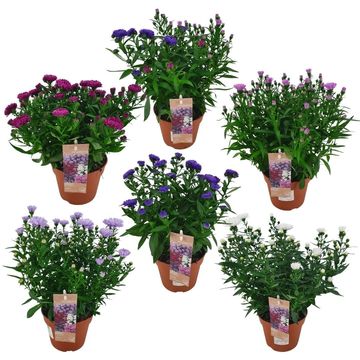 Aster SHOWMAKERS  MIX