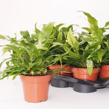 Aglaomorpha coronans 'Snake Leaf'