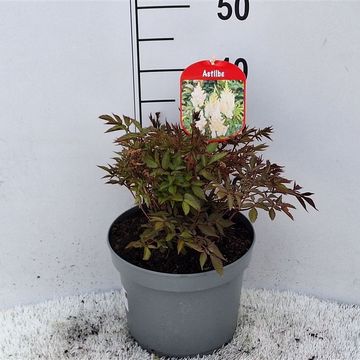 Astilbe ARENDSII MIX