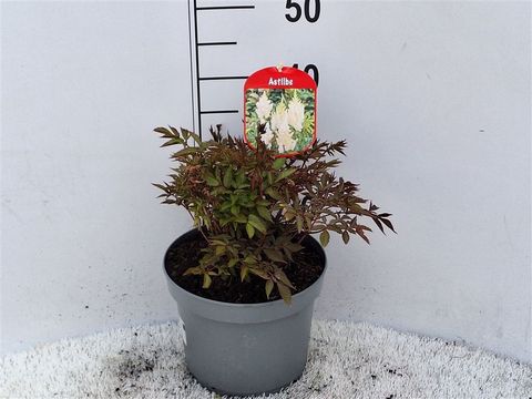 Astilbe ARENDSII MIX