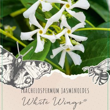 Trachelospermum jasminoides 'White Wings'