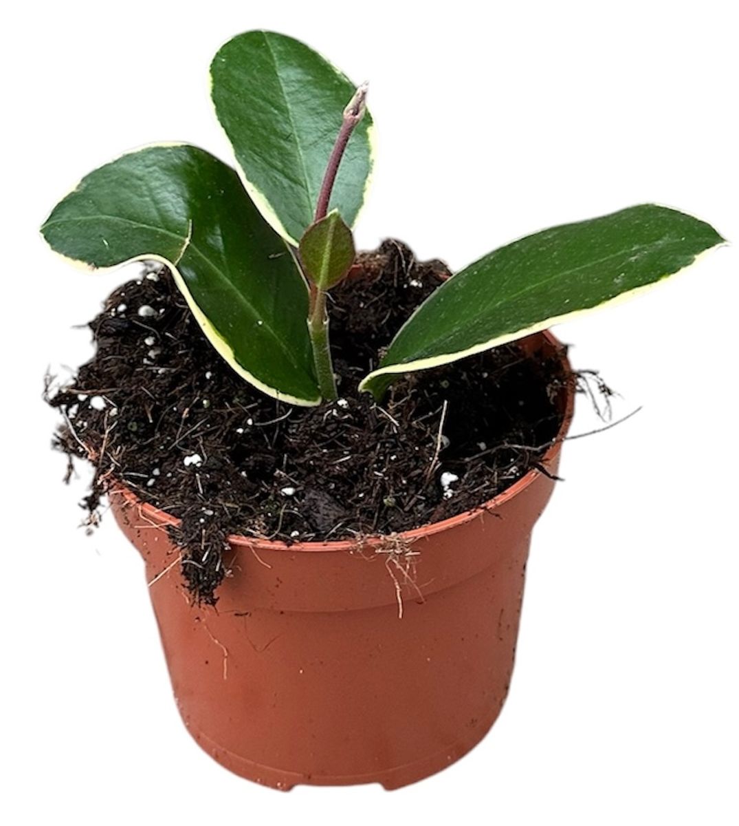 HOYA AUSTRALIS BLONDIE CARE visual data 7