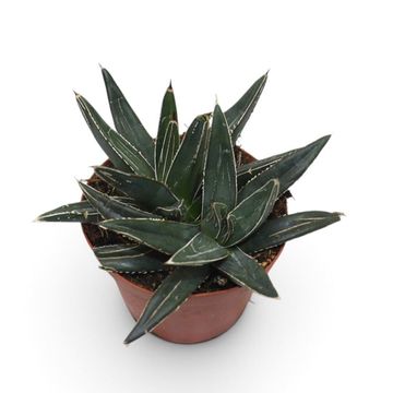 Agave victoriae-reginae