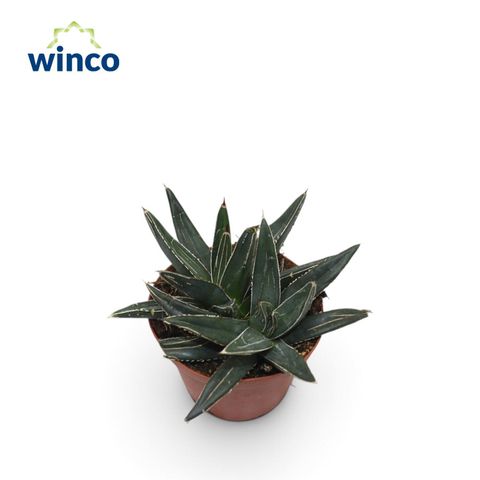 Agave victoriae-reginae