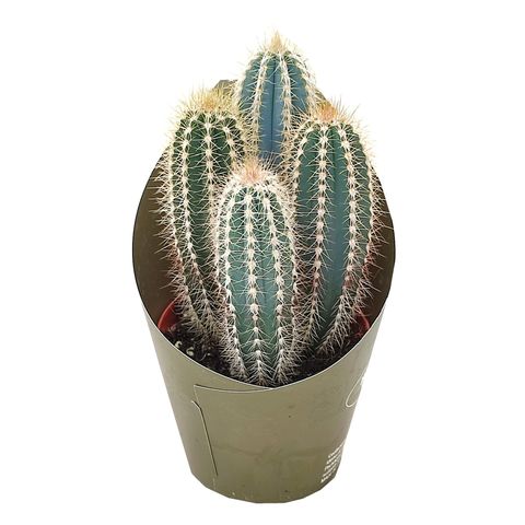 Pilosocereus odilensis