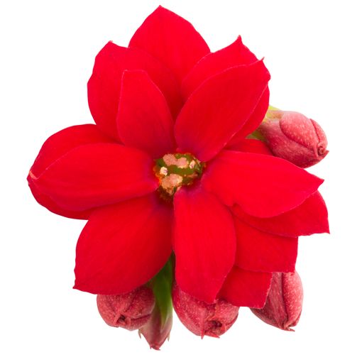 Kalanchoe blossfeldiana ROSE FLOWERS MACY (Queen - Knud Jepsen a/s)
