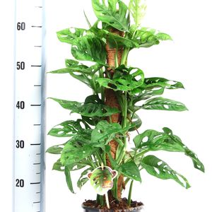 Monstera obliqua 'Monkey Leaf' (Van der Arend Tropical Plantcenter)