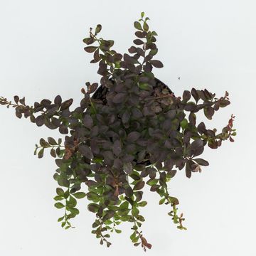 Berberis thunbergii 'Atropurpurea Nana'