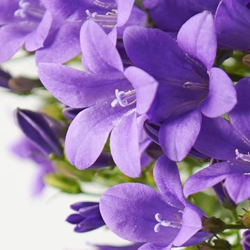 Campanula portenschlagiana AMBELLA PURPLE