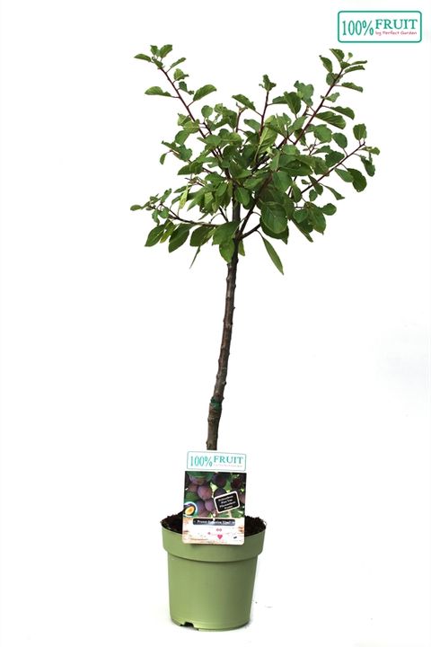 Prunus domestica 'Opal'