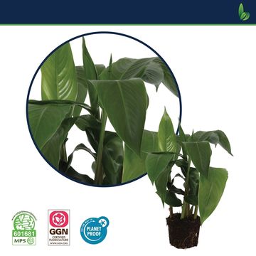 Heliconia psittacorum HAWAI