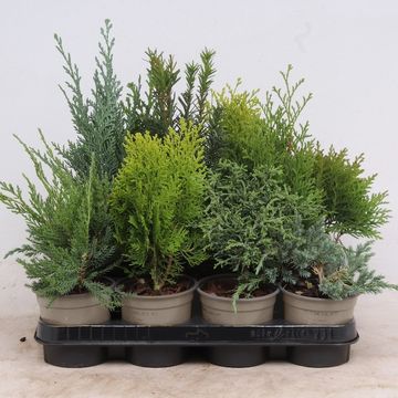 Conifers MIX