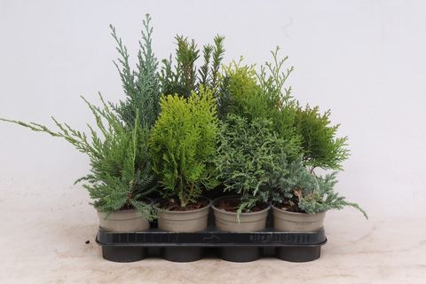 Conifers MIX