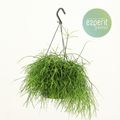 Rhipsalis baccifera 'Oasis'