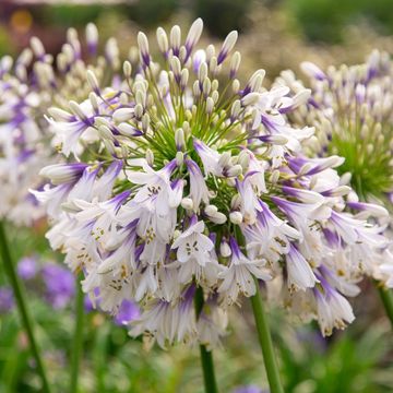 Agapanthus FIREWORKS