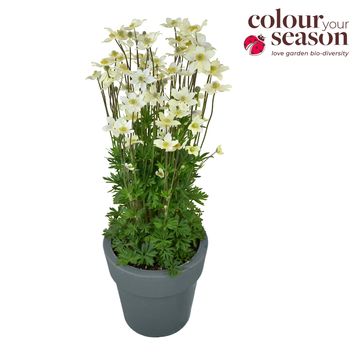 Anemone x lesseri SPRING BEAUTY WHITE