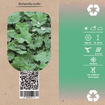 Alchemilla mollis