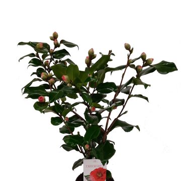 Camellia japonica 'Dr King'