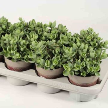 Sedum ewersii
