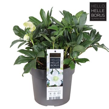 Helleborus niger 'Mont Blanc'