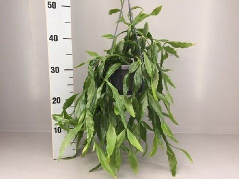 Rhipsalis platyclada