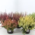 Calluna vulgaris GARDEN GIRLS MIX