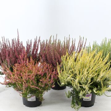 Calluna vulgaris GARDEN GIRLS MIX