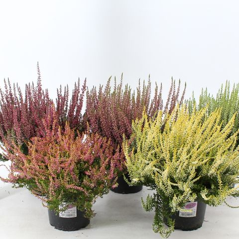 Calluna Vulgaris GARDEN GIRLS MIX — Plant Wholesale FlorAccess