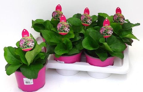 Bergenia 'Jelle'