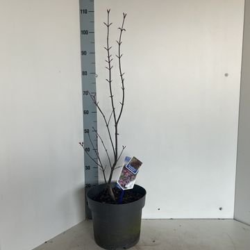 Acer palmatum 'Bloodgood'