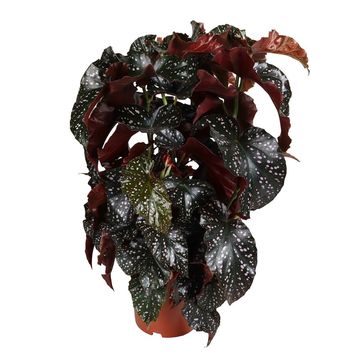 Begonia 'Cracklin' Rosie'