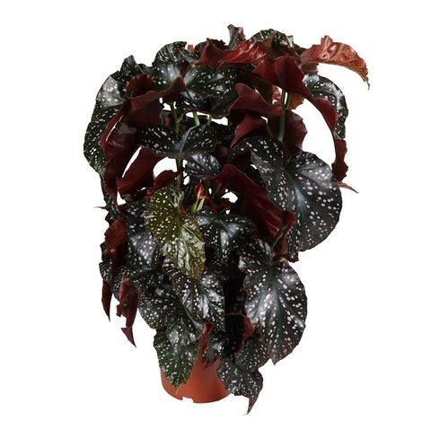 Begonia 'Cracklin' Rosie'