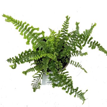 Dryopteris filix-mas 'The King'