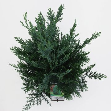 Chamaecyparis lawsoniana 'Columnaris'