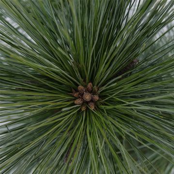 Pinus x schwerinii 'Wiethorst'