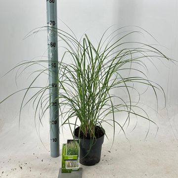 Miscanthus sinensis 'Adagio'
