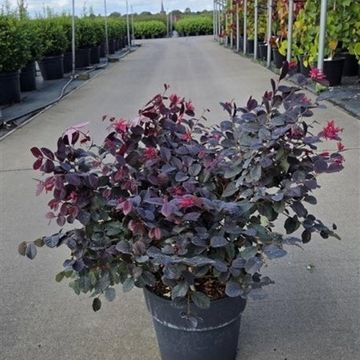 Loropetalum chinense ROUGE DE LA MAJORIE