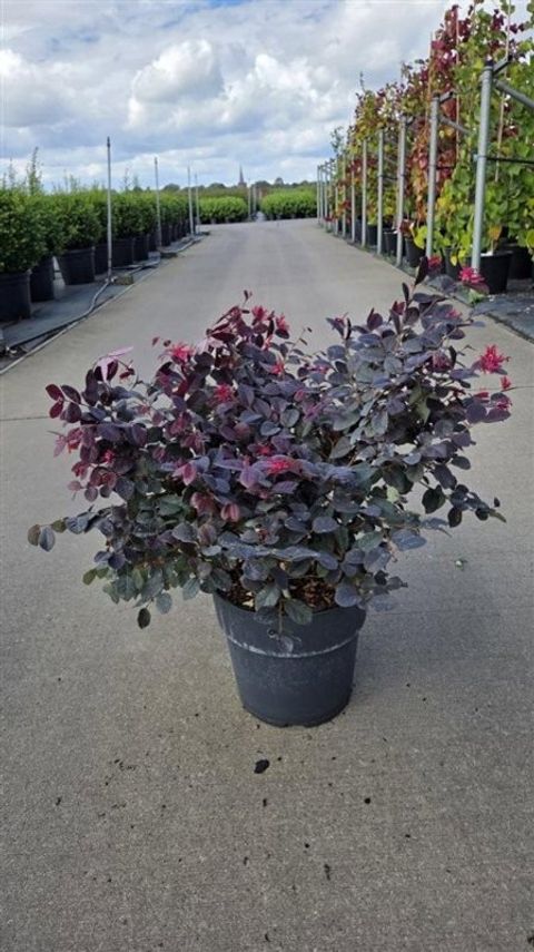 Loropetalum chinense ROUGE DE LA MAJORIE