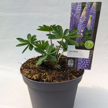 Lupinus WEST COUNTRY PERSIAN SLIPPER