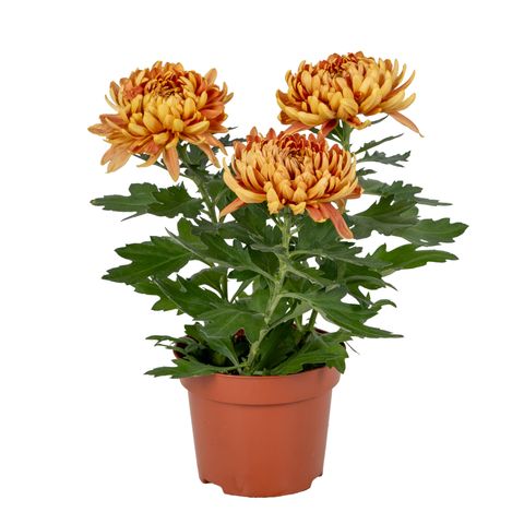 Chrysanthemum 'Cosmo Compact Orange'