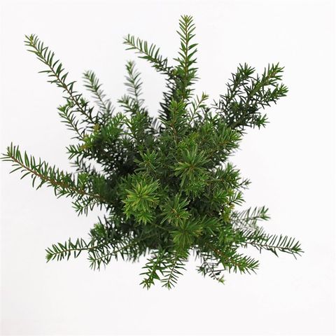 Taxus baccata