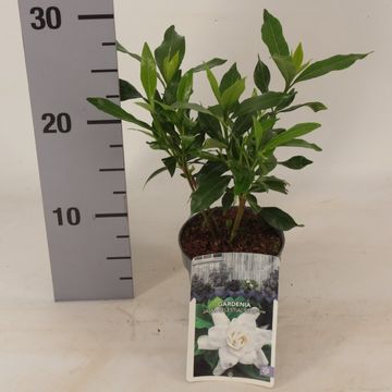 Gardenia jasminoides CELESTIAL STAR