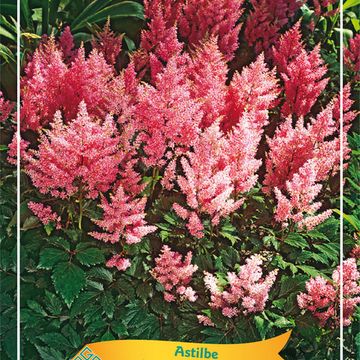 Astilbe 'Europa'