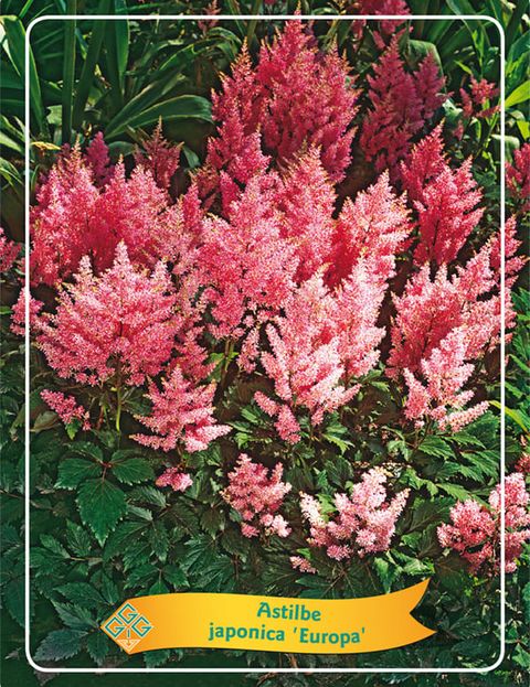 Astilbe 'Europa'