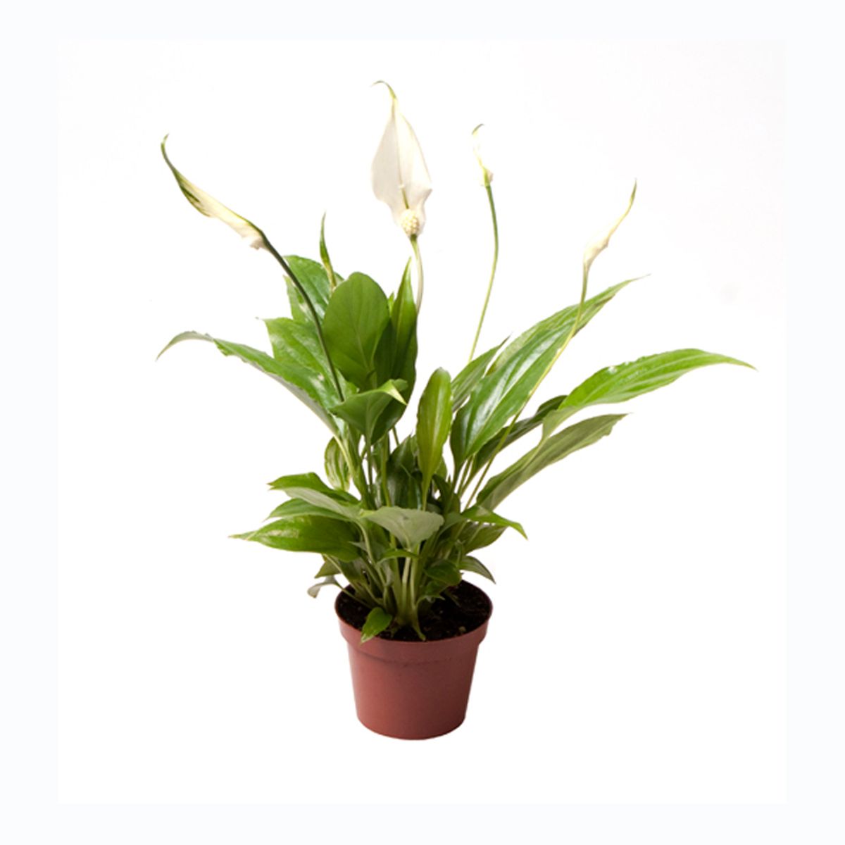 Spathiphyllum wallisii Yess – Plant Wholesale FlorAccess