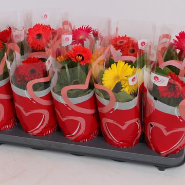 Gerbera COLOURGAME MIX