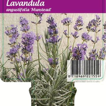 Lavandula angustifolia 'Munstead'