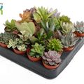 Succulents MIX